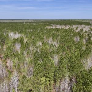 Photo #8 of Lot 15 Guinea Mill Rd, Ernul, NC 55.0 acres