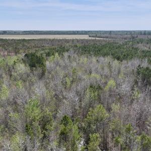 Photo #9 of Lot 15 Guinea Mill Rd, Ernul, NC 55.0 acres
