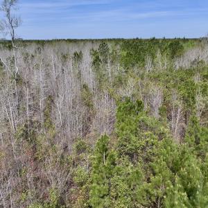 Photo #16 of Lot 15 Guinea Mill Rd, Ernul, NC 55.0 acres