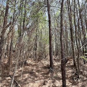Photo #17 of Lot 15 Guinea Mill Rd, Ernul, NC 55.0 acres
