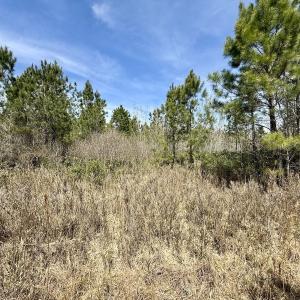 Photo #18 of Lot 15 Guinea Mill Rd, Ernul, NC 55.0 acres