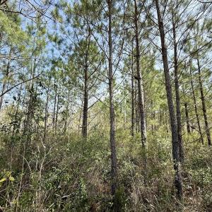 Photo #19 of Lot 15 Guinea Mill Rd, Ernul, NC 55.0 acres