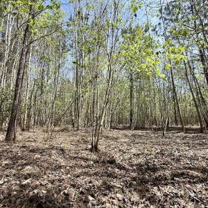 Photo #20 of Lot 15 Guinea Mill Rd, Ernul, NC 55.0 acres