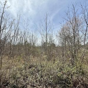 Photo #24 of Lot 15 Guinea Mill Rd, Ernul, NC 55.0 acres