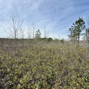 Photo #26 of Lot 15 Guinea Mill Rd, Ernul, NC 55.0 acres