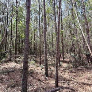 Photo #27 of Lot 15 Guinea Mill Rd, Ernul, NC 55.0 acres
