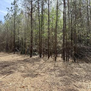 Photo #28 of Lot 15 Guinea Mill Rd, Ernul, NC 55.0 acres