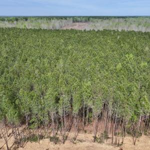 Photo #4 of Lot 23 Guinea Mill Rd, Ernul, NC 25.0 acres