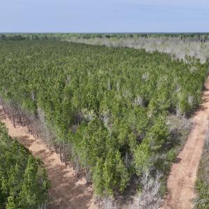 Photo #5 of Lot 23 Guinea Mill Rd, Ernul, NC 25.0 acres