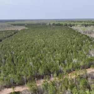 Photo #7 of Lot 23 Guinea Mill Rd, Ernul, NC 25.0 acres