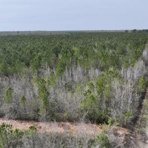 Photo #8 of Lot 23 Guinea Mill Rd, Ernul, NC 25.0 acres
