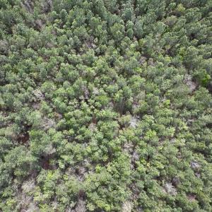 Photo #9 of Lot 23 Guinea Mill Rd, Ernul, NC 25.0 acres