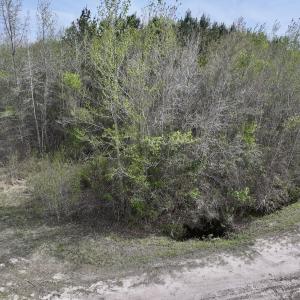 Photo #10 of Lot 23 Guinea Mill Rd, Ernul, NC 25.0 acres
