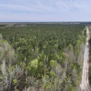 Photo #12 of Lot 23 Guinea Mill Rd, Ernul, NC 25.0 acres