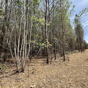 Photo #13 of Lot 23 Guinea Mill Rd, Ernul, NC 25.0 acres