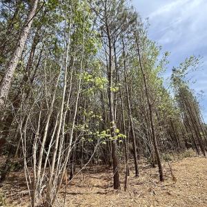 Photo #14 of Lot 23 Guinea Mill Rd, Ernul, NC 25.0 acres