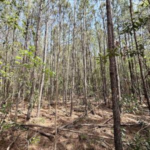 Photo #15 of Lot 23 Guinea Mill Rd, Ernul, NC 25.0 acres
