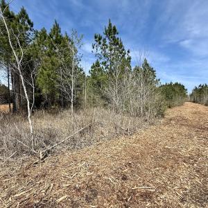 Photo #16 of Lot 23 Guinea Mill Rd, Ernul, NC 25.0 acres