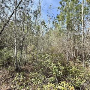 Photo #17 of Lot 23 Guinea Mill Rd, Ernul, NC 25.0 acres