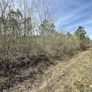 Photo #18 of Lot 23 Guinea Mill Rd, Ernul, NC 25.0 acres