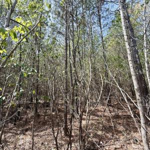 Photo #19 of Lot 23 Guinea Mill Rd, Ernul, NC 25.0 acres