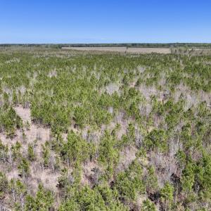 Photo #10 of Lot 11 Guinea Mill Rd, Ernul, NC 35.0 acres