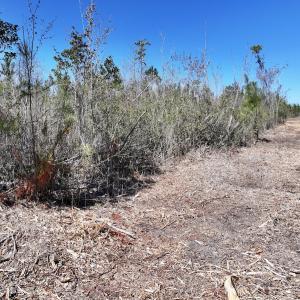Photo #11 of Lot 11 Guinea Mill Rd, Ernul, NC 35.0 acres
