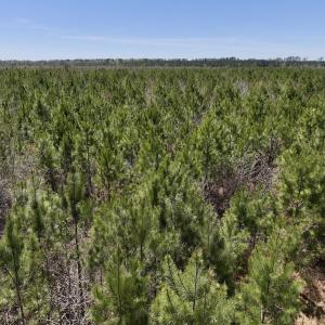 Photo #12 of Lot 11 Guinea Mill Rd, Ernul, NC 35.0 acres