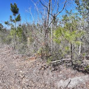 Photo #16 of Lot 11 Guinea Mill Rd, Ernul, NC 35.0 acres