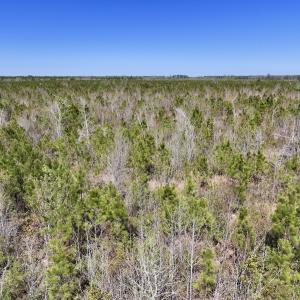 Photo #17 of Lot 11 Guinea Mill Rd, Ernul, NC 35.0 acres