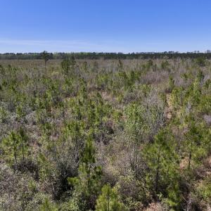 Photo #18 of Lot 11 Guinea Mill Rd, Ernul, NC 35.0 acres