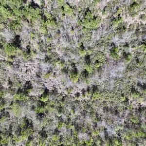 Photo #19 of Lot 11 Guinea Mill Rd, Ernul, NC 35.0 acres