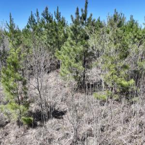 Photo #20 of Lot 11 Guinea Mill Rd, Ernul, NC 35.0 acres