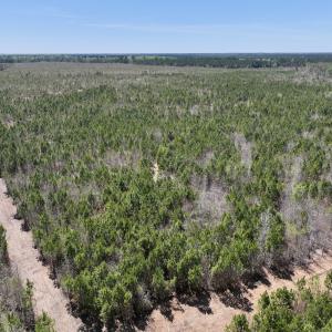 Photo #3 of Lot 11 Guinea Mill Rd, Ernul, NC 35.0 acres