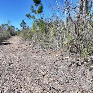 Photo #4 of Lot 11 Guinea Mill Rd, Ernul, NC 35.0 acres