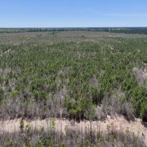 Photo #6 of Lot 11 Guinea Mill Rd, Ernul, NC 35.0 acres