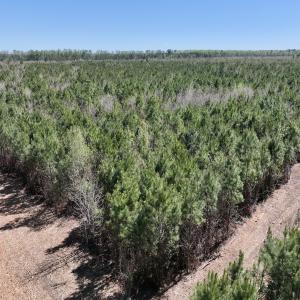 Photo #8 of Lot 11 Guinea Mill Rd, Ernul, NC 35.0 acres