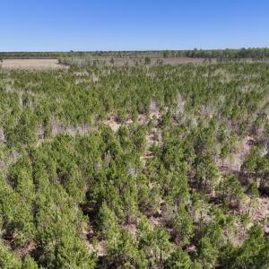 Photo #9 of Lot 11 Guinea Mill Rd, Ernul, NC 35.0 acres
