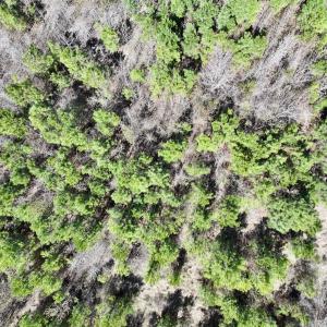 Photo #21 of Lot 11 Guinea Mill Rd, Ernul, NC 35.0 acres