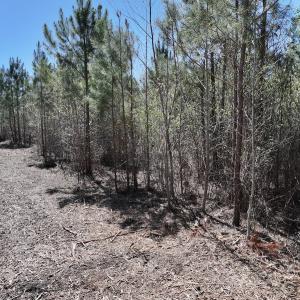 Photo #22 of Lot 11 Guinea Mill Rd, Ernul, NC 35.0 acres
