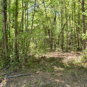 Photo #11 of Off of NC 109, Wadesboro, NC 10.0 acres