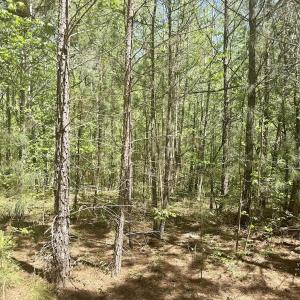 Photo #15 of Off of NC 109, Wadesboro, NC 10.0 acres