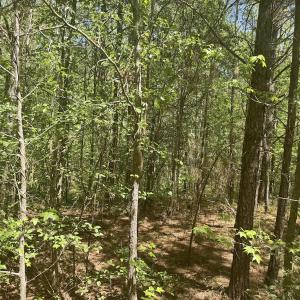 Photo #16 of Off of NC 109, Wadesboro, NC 10.0 acres