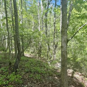 Photo #17 of Off of NC 109, Wadesboro, NC 10.0 acres