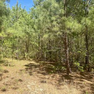 Photo #26 of Off of NC 109, Wadesboro, NC 10.0 acres