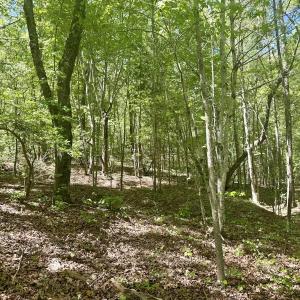 Photo #27 of Off of NC 109, Wadesboro, NC 10.0 acres