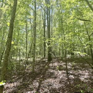 Photo #28 of Off of NC 109, Wadesboro, NC 10.0 acres