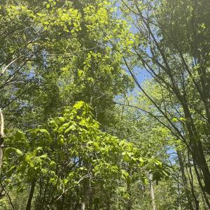 Photo #29 of Off of NC 109, Wadesboro, NC 10.0 acres