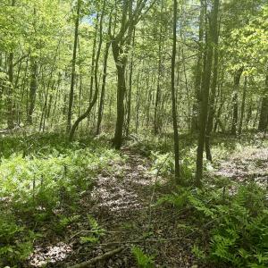 Photo #30 of Off of NC 109, Wadesboro, NC 10.0 acres