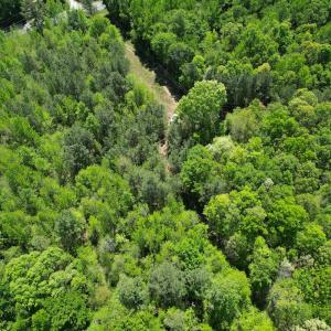 Photo #9 of Off of NC 109, Wadesboro, NC 10.0 acres